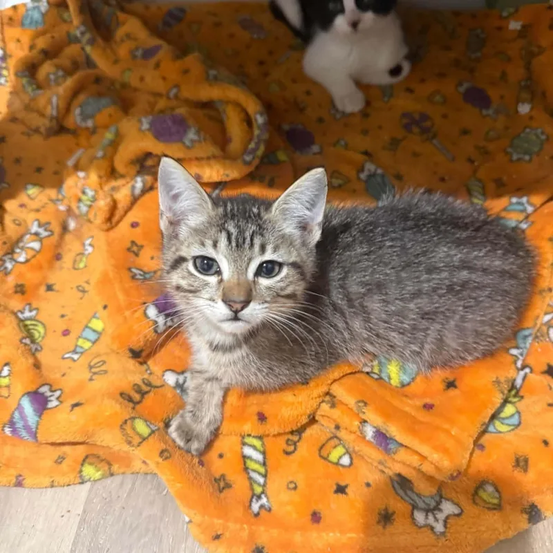 A baby medium-sized male Tabby (Buff / Tan / Fawn) Domestic Short Hair cat named Toby for adoption in Cleveland, TX