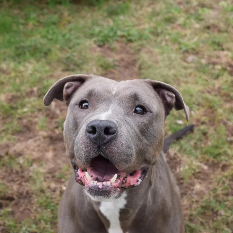 An adult large-sized female Gray / Blue / Silver Mixed Breed dog named Basil for adoption in Norwich, NY