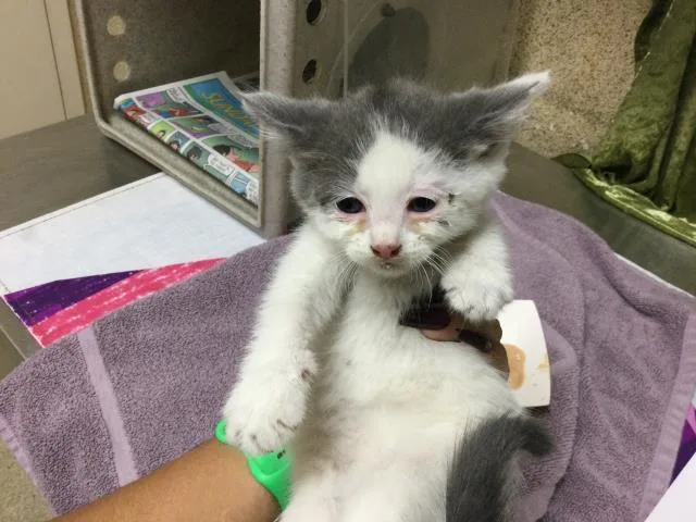 A baby small-sized male Domestic Short Hair cat named Cole for adoption in Riverside, CA