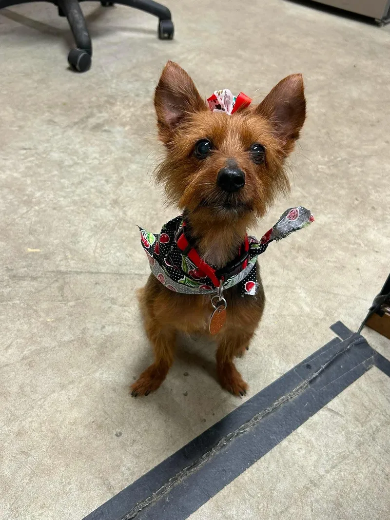 A senior small-sized female Yorkshire Terrier dog named Raelyn Clarke for adoption in Saunderstown, RI