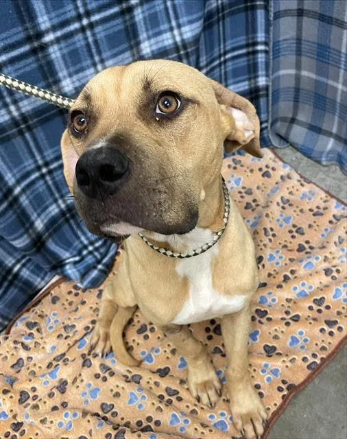 A young medium-sized male Staffordshire Bull Terrier dog named Bubbie for adoption in Rosenberg, TX