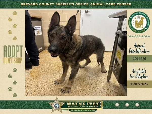 An adult large-sized male Mixed Breed dog named Jackson for adoption in Melbourne, FL