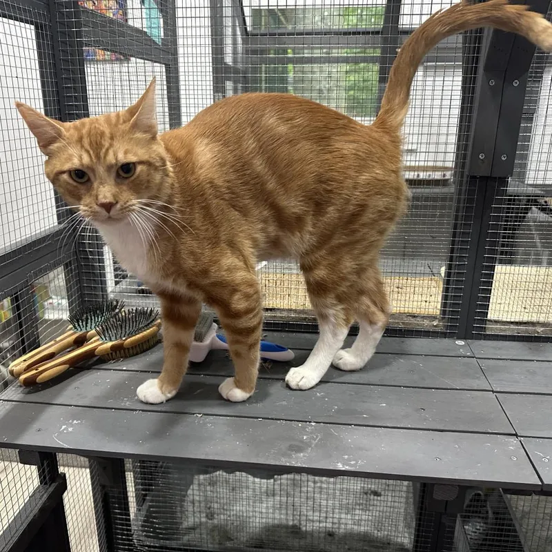 Billy The Cat thumbnail 2