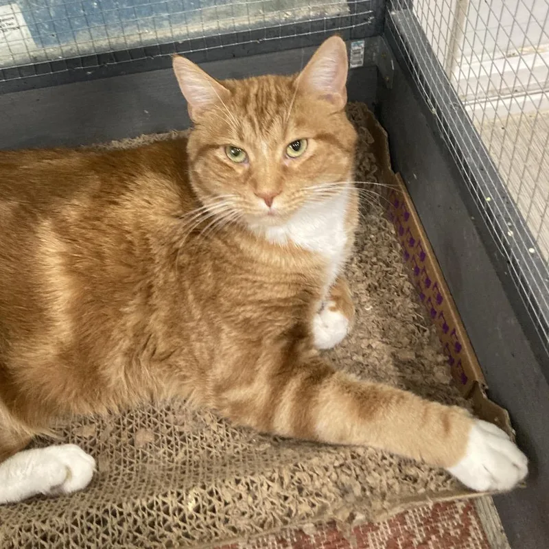 Billy The Cat thumbnail 3