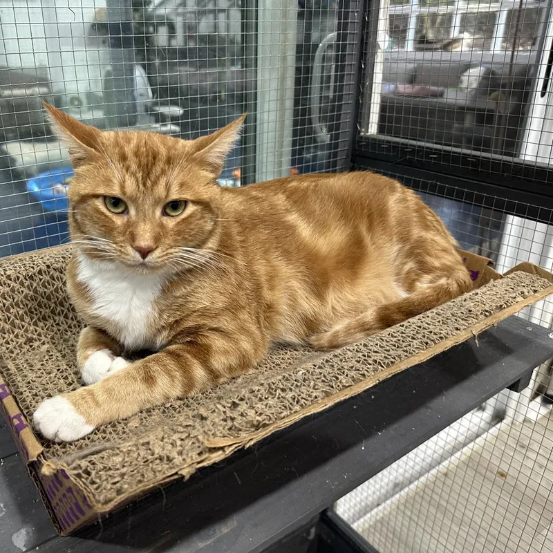 Billy The Cat thumbnail 4