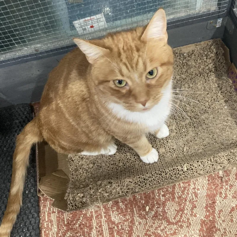 Billy The Cat thumbnail 5