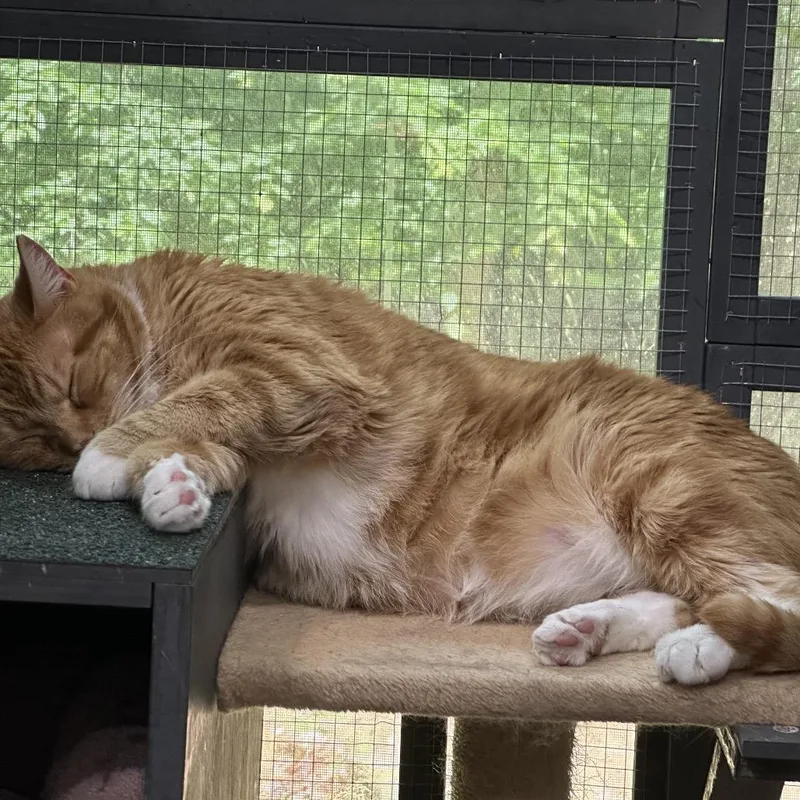 Billy The Cat thumbnail 6