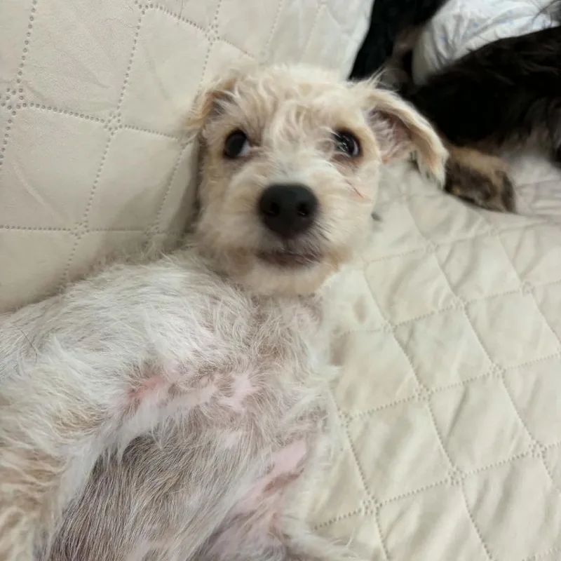Bert thumbnail 2