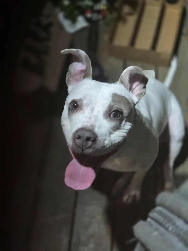 An adult medium-sized female Pit Bull Terrier dog named Aries for adoption in Indianapolis, IN