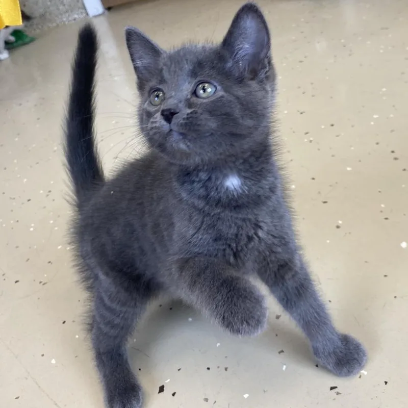 A young small-sized male Domestic Short Hair cat named Thunder for adoption in Little Falls, MN