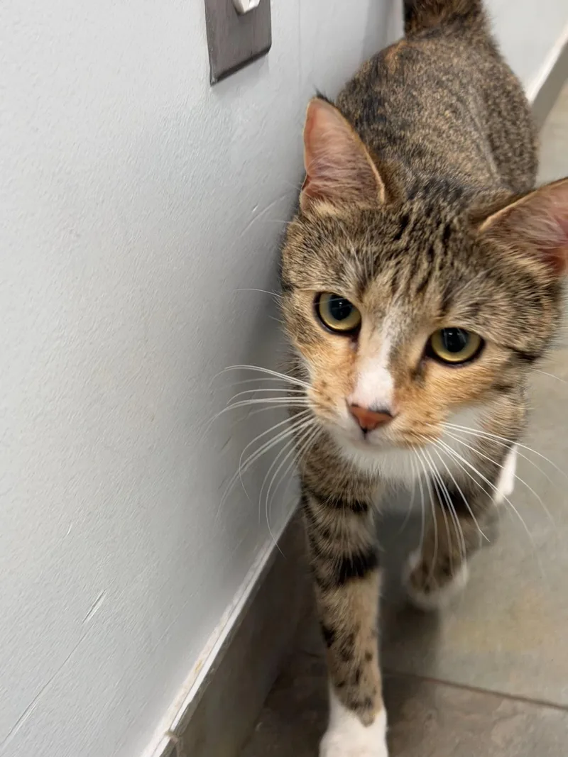A baby small-sized female Tabby (Brown / Chocolate) Domestic Short Hair cat named Phyllis for adoption in North Haven, CT