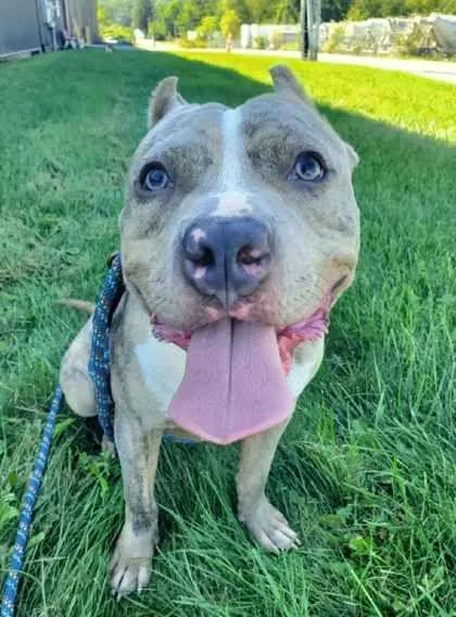 An adult medium-sized male Brindle Pit Bull Terrier dog named Luffy for adoption in Williamsport, PA