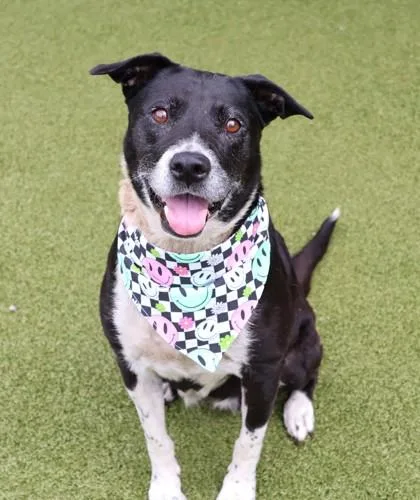 An adult large-sized female Mixed Breed dog named Cali for adoption in Athens, GA