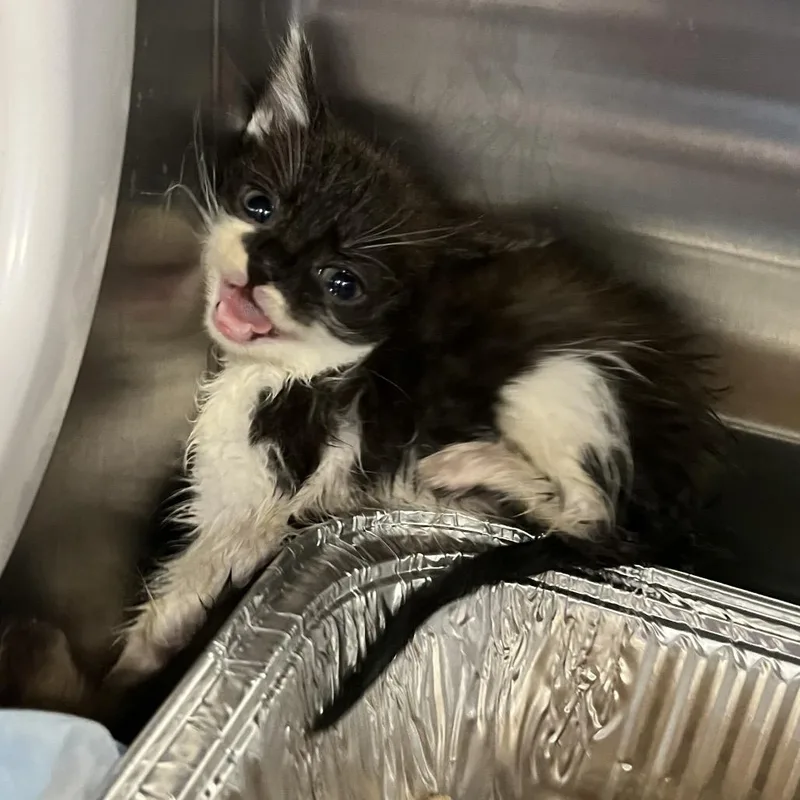 A baby small-sized female White Domestic Short Hair cat named Artichoke for adoption in Greensboro, NC