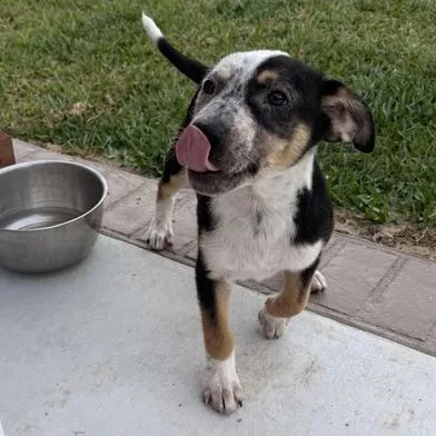 A baby medium-sized male Tricolor (Brown, Black, & White) Australian Cattle Dog / Blue Heeler dog named Marley for adoption in Liverpool, TX