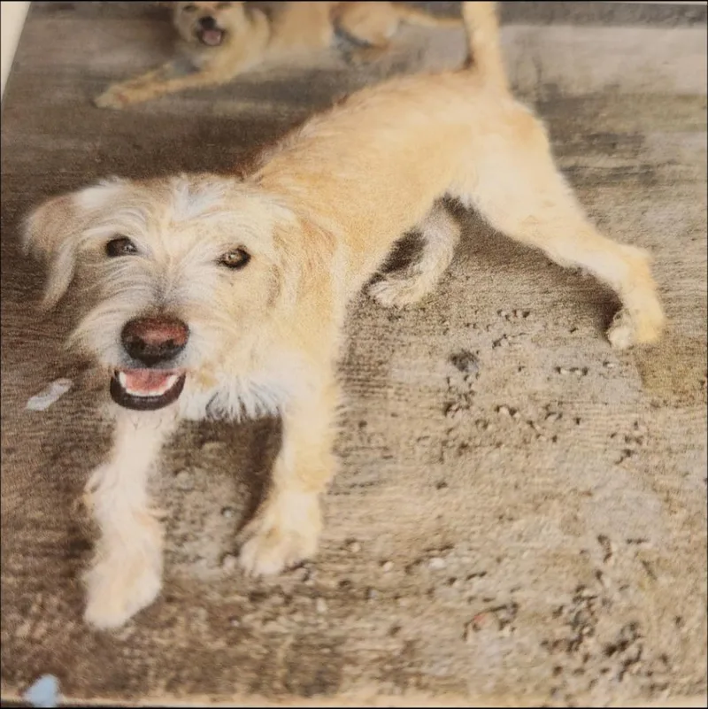 A young small-sized female Cairn Terrier dog named Chula for adoption in Thompson Falls, MT