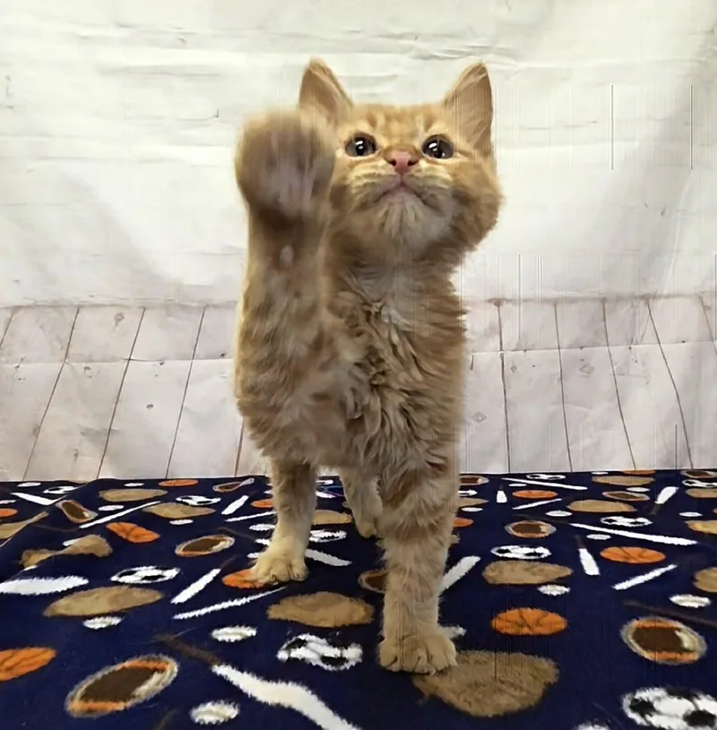 Fuzzykins thumbnail 4