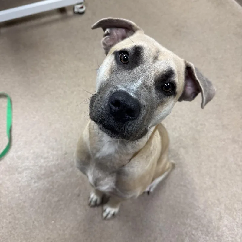 A young large-sized female Black Mouth Cur dog named Pawdame` for adoption in Hinesville, GA