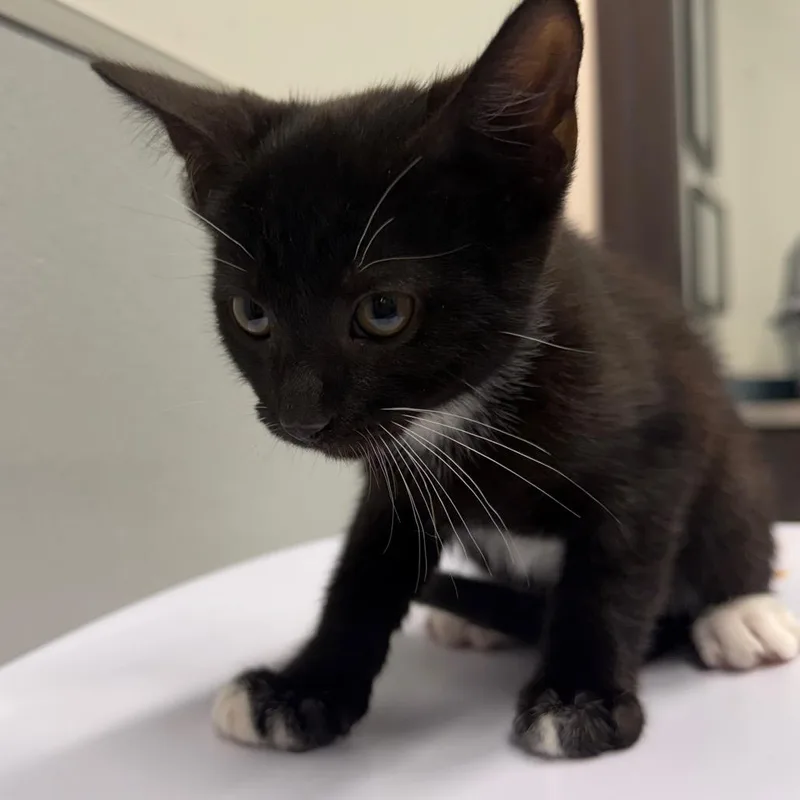 A baby small-sized male Black Domestic Short Hair cat named Sterling for adoption in Clearwater, FL