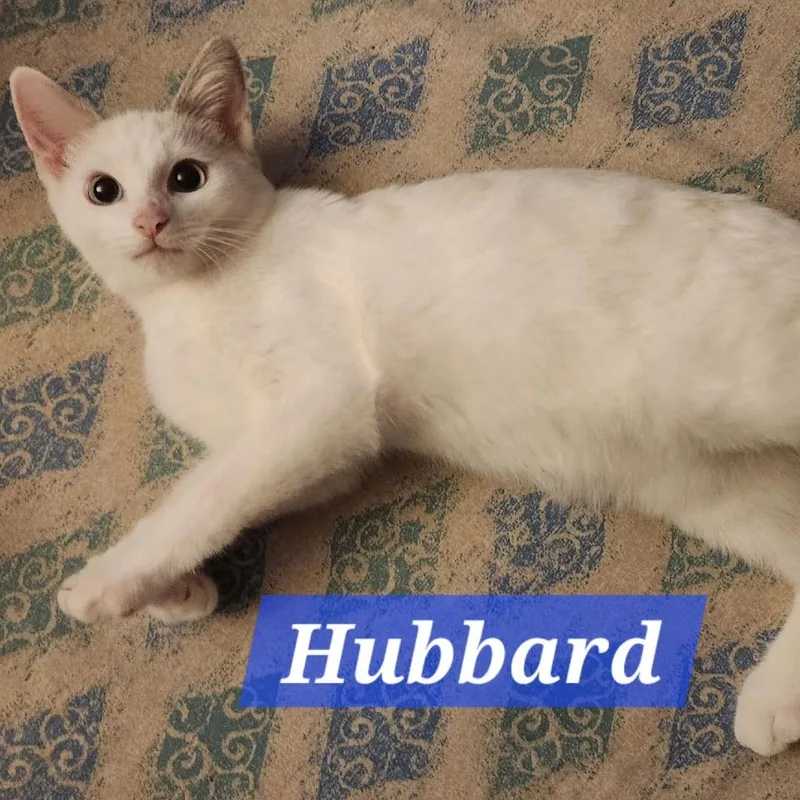 A baby small-sized male Domestic Short Hair cat named Hubbard for adoption in La Grange, KY