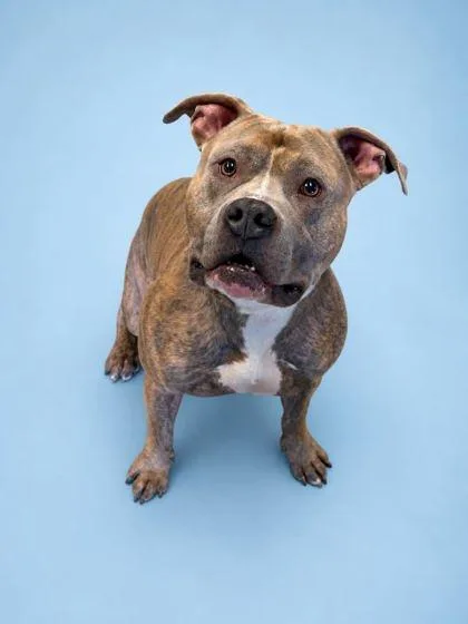 An adult large-sized male Pit Bull Terrier dog named Heme for adoption in Bowling Green, KY
