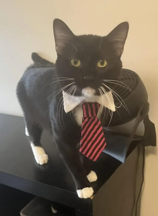 An adult medium-sized male Domestic Short Hair cat named Whiskers Mcmittensdorf for adoption in Wilmington, NC