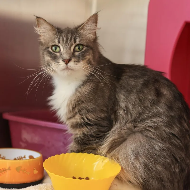 An adult small-sized female Gray / Blue / Silver Domestic Medium Hair cat named Cher for adoption in Los Angeles, CA