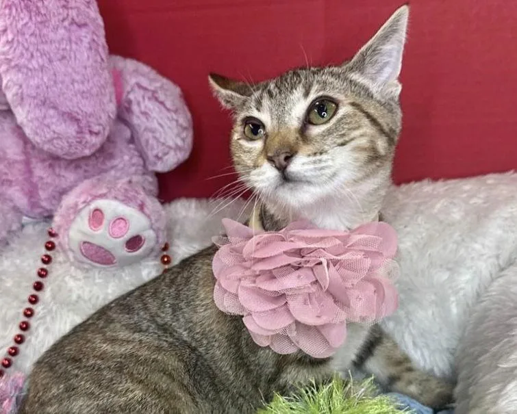 Mia Sweet thumbnail 2