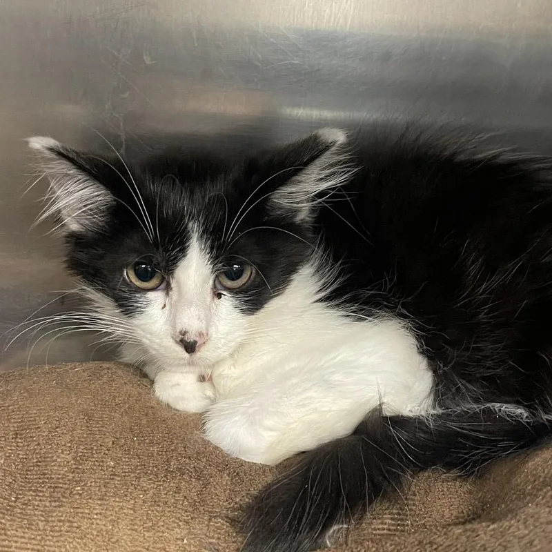 A baby small-sized female Black Domestic Short Hair cat named Jobs for adoption in Mentor, OH