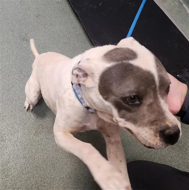 An adult medium-sized female Mixed Breed dog named Railey for adoption in Santa Fe, NM