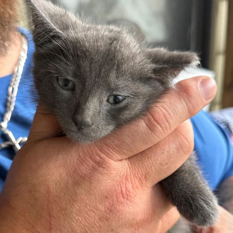 A baby small-sized male Gray / Blue / Silver Domestic Short Hair cat named Jiggy for adoption in Lancaster, OH