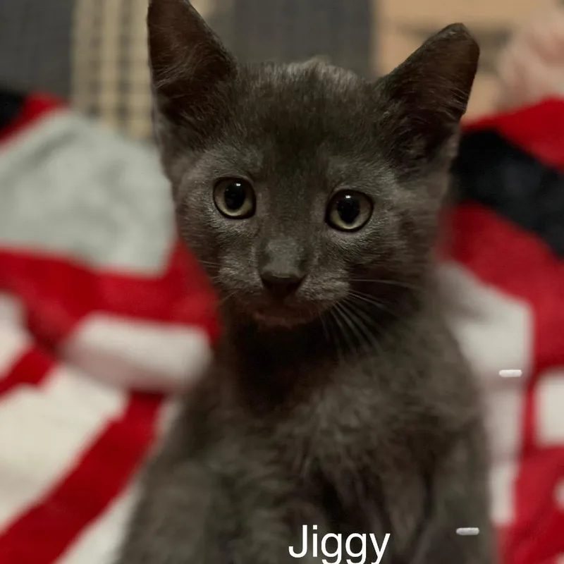 Jiggy thumbnail 2