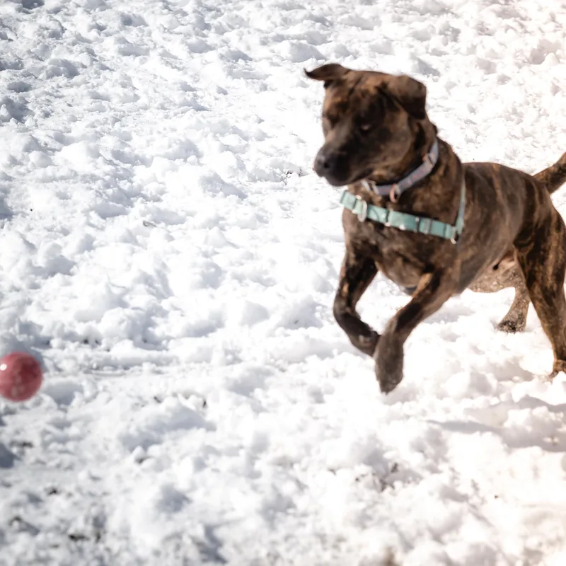 Baxter B thumbnail 3