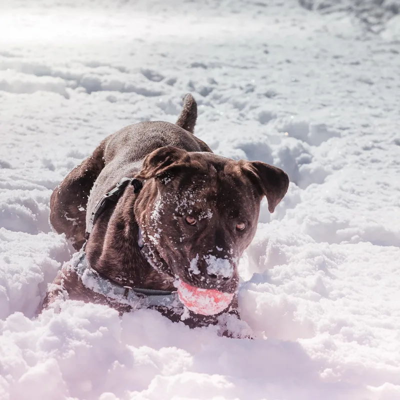 Baxter B thumbnail 4