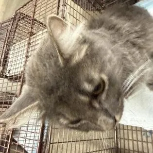 A young small-sized male Gray & White Domestic Medium Hair cat named Van Halen for adoption in Rapid City, SD