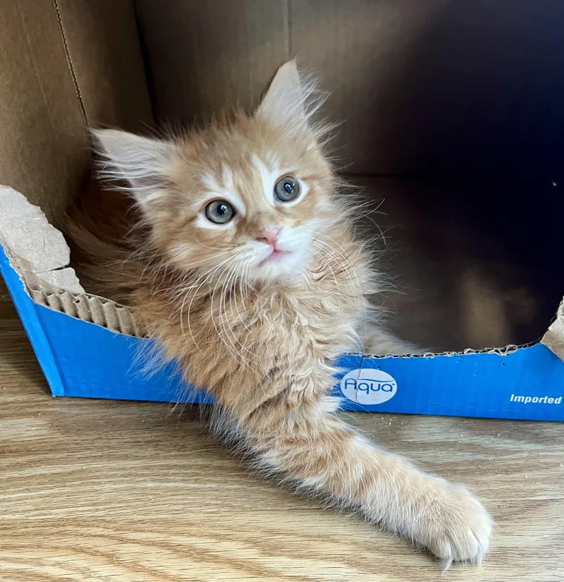 A baby medium-sized female Tabby (Orange / Red) Domestic Long Hair cat named Muenster for adoption in Rocky Hill, CT