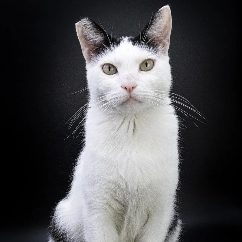 An adult small-sized male White Domestic Short Hair cat named Stephen for adoption in Los Angeles, CA