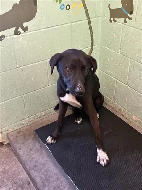An adult medium-sized female Pit Bull Terrier dog named Luna for adoption in Sacramento, CA