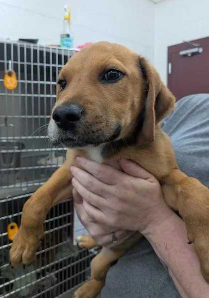 A baby small-sized male Mixed Breed dog named Lionel for adoption in Louisburg, NC