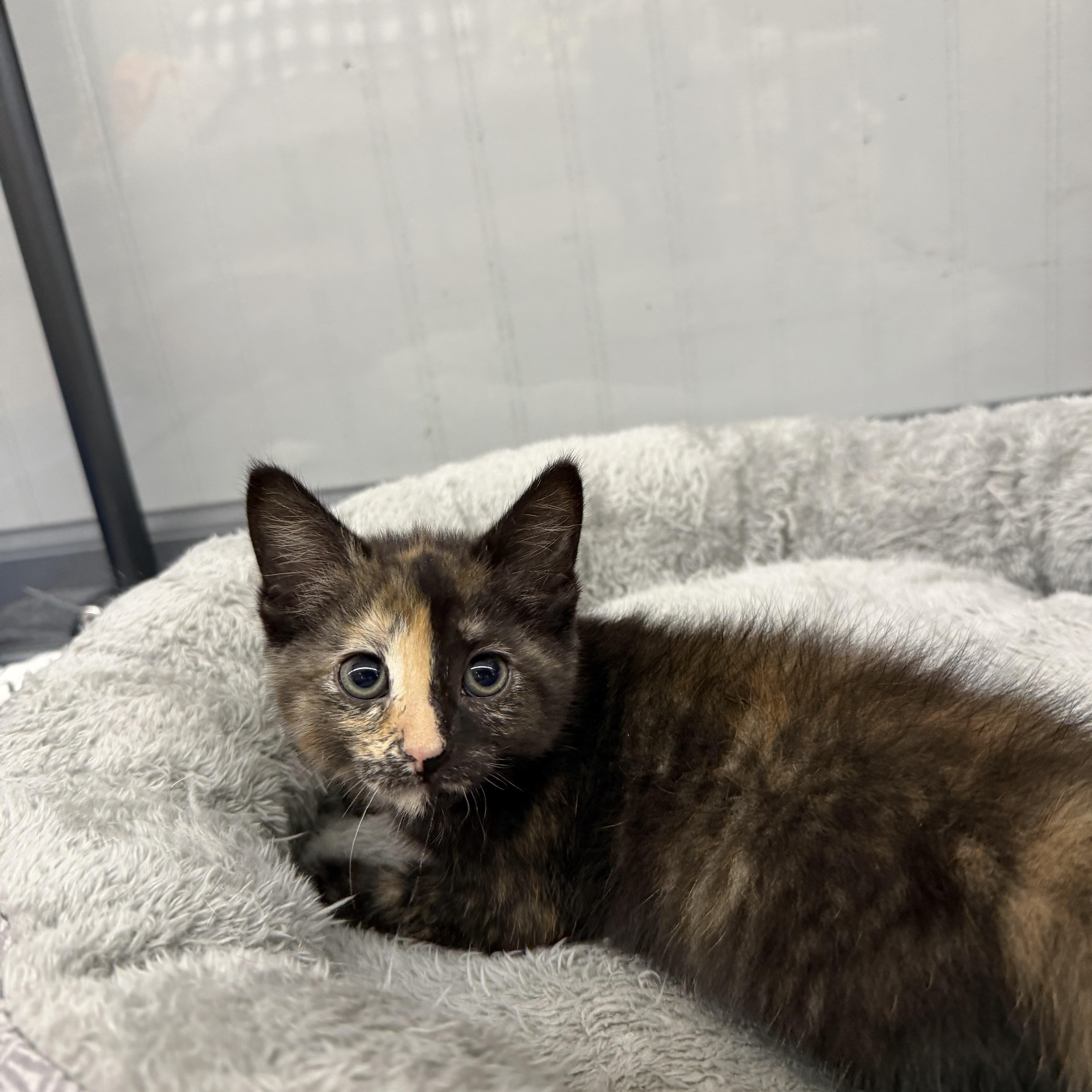 A baby small-sized female Tortoiseshell Domestic Short Hair cat named Mink for adoption in Wayland, MI