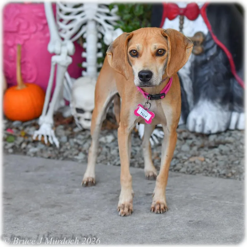 An adult small-sized female Yellow / Tan / Blond / Fawn Hound dog named Tilly for adoption in Wake Forest, NC