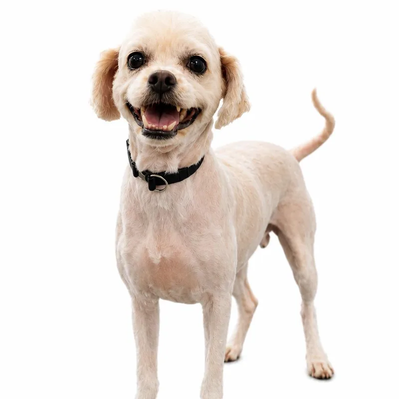 An adult medium-sized male White / Cream Mixed Breed dog named Rocky Moon for adoption in Philadelphia, PA