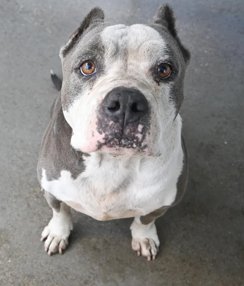 A senior medium-sized male White / Cream Pit Bull Terrier dog named 22674 for adoption in Broken Arrow, OK