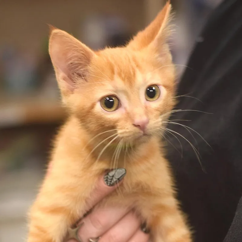 A baby small-sized male Orange / Red Domestic Short Hair cat named Mark Petrie for adoption in Belleville, IL