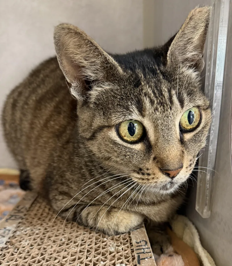 An adult medium-sized female Tabby (Brown / Chocolate) Domestic Short Hair cat named Squirmy for adoption in Salem, NH