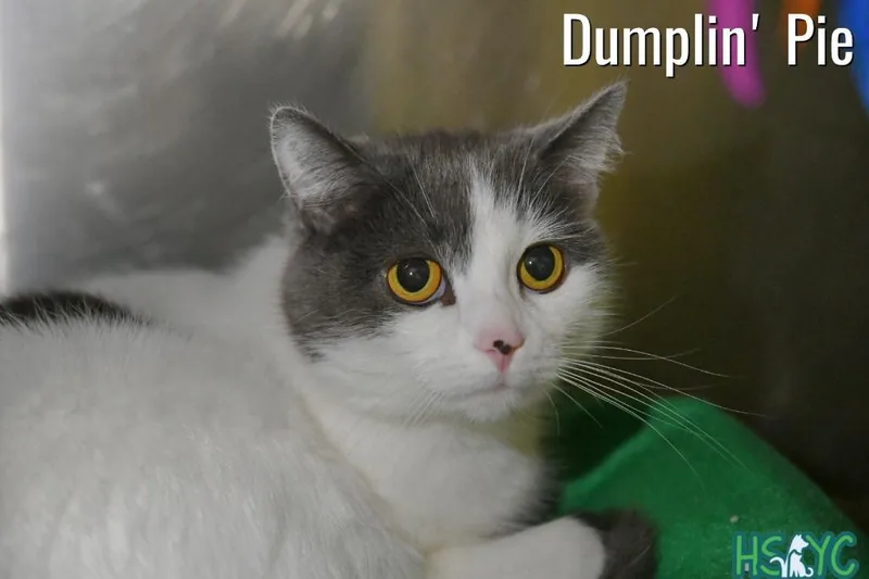 An adult medium-sized female Domestic Short Hair cat named Dumplin' Pie for adoption in Fort Mill, SC