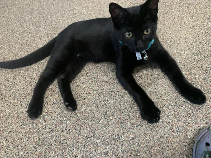 A baby medium-sized male Black Domestic Short Hair cat named Toothless for adoption in Sanford, FL