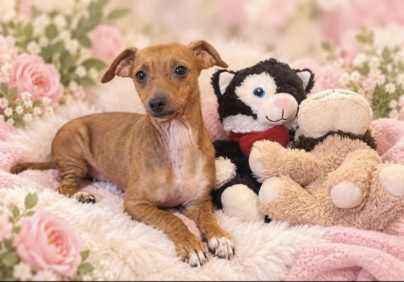 An adult small-sized female White / Cream Chihuahua dog named Laney for adoption in Cedartown, GA