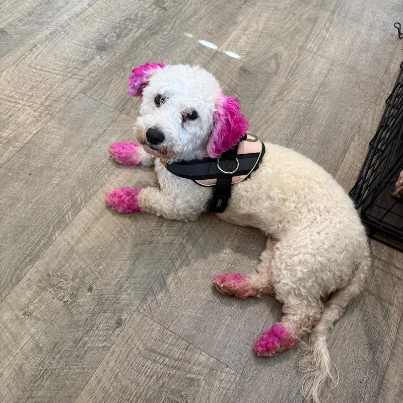 An adult small-sized female Bichon Frise dog named Bailey for adoption in Daphne, AL