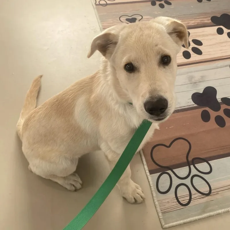 A baby medium-sized male Yellow Labrador Retriever dog named Pablo for adoption in Chillicothe, IL